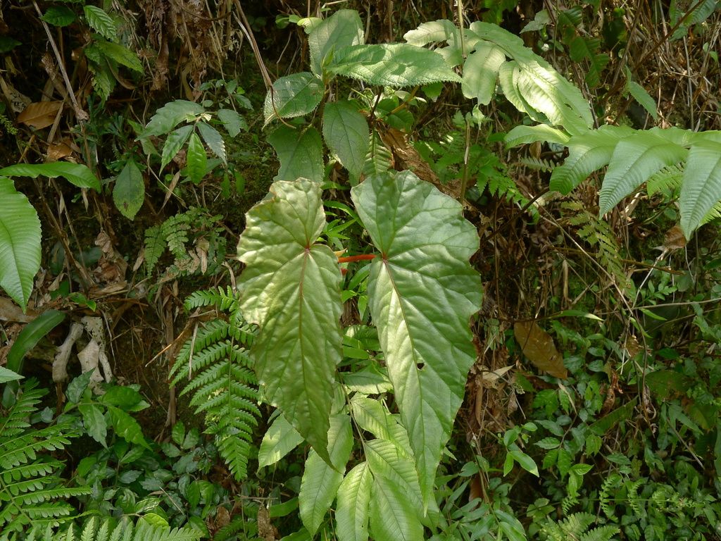 B. acetosella var. acetosella
