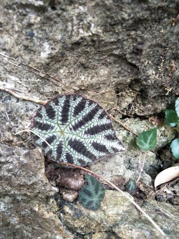 B. arachnoidea
