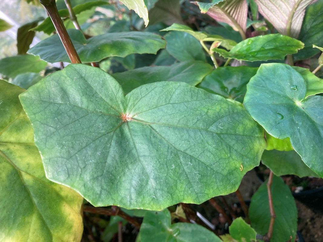 B. varipeltata
