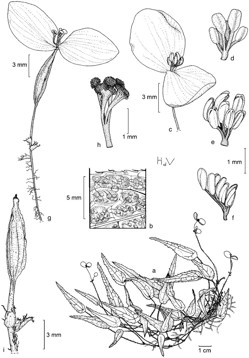 B. aequatoguineensis