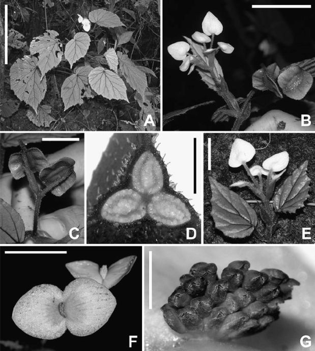B. hekensis