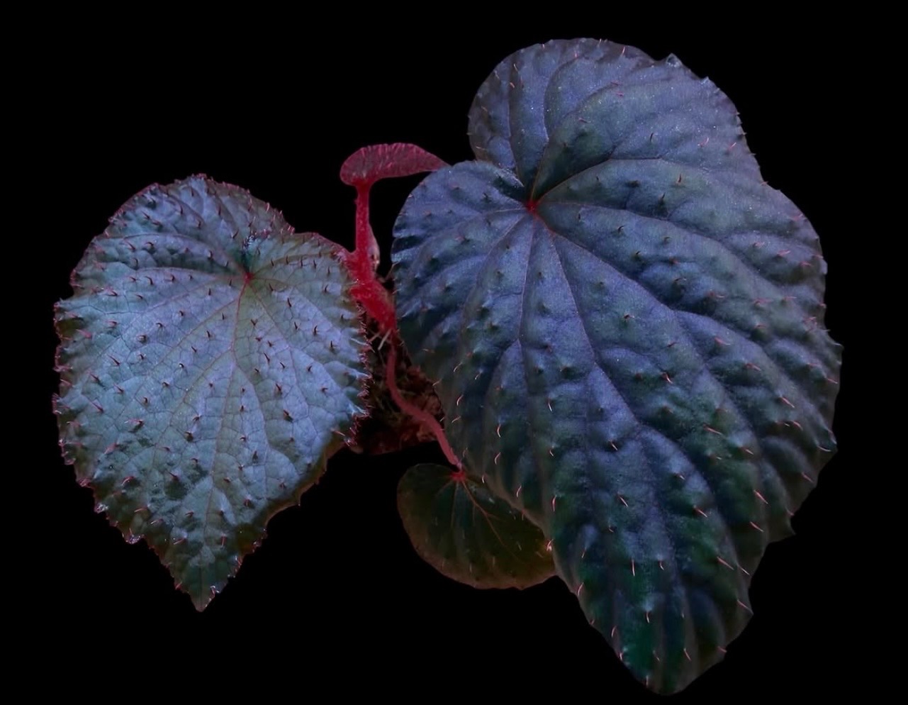B. hahiepiana