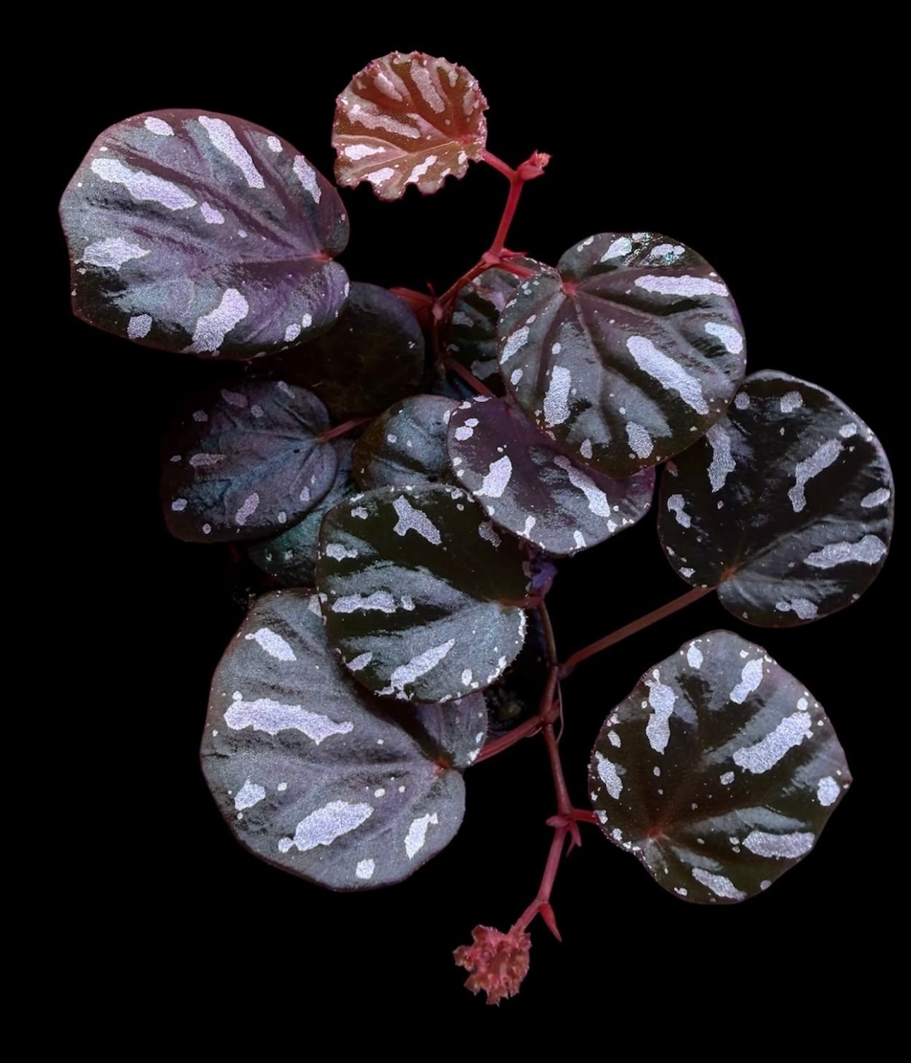 B. kasutensis
