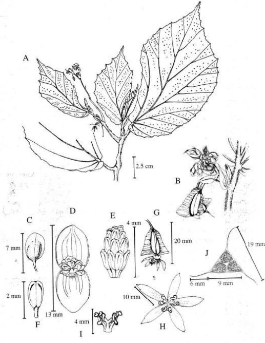 B. lailana