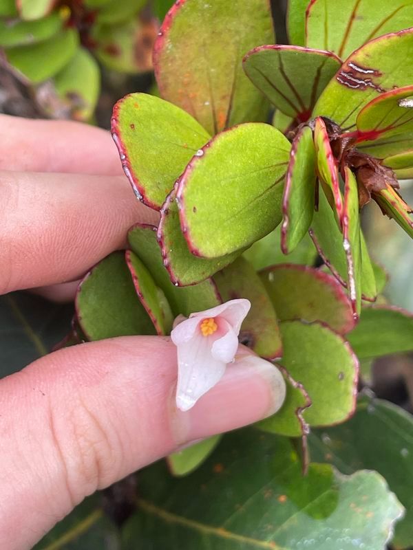 B. vaccinioides