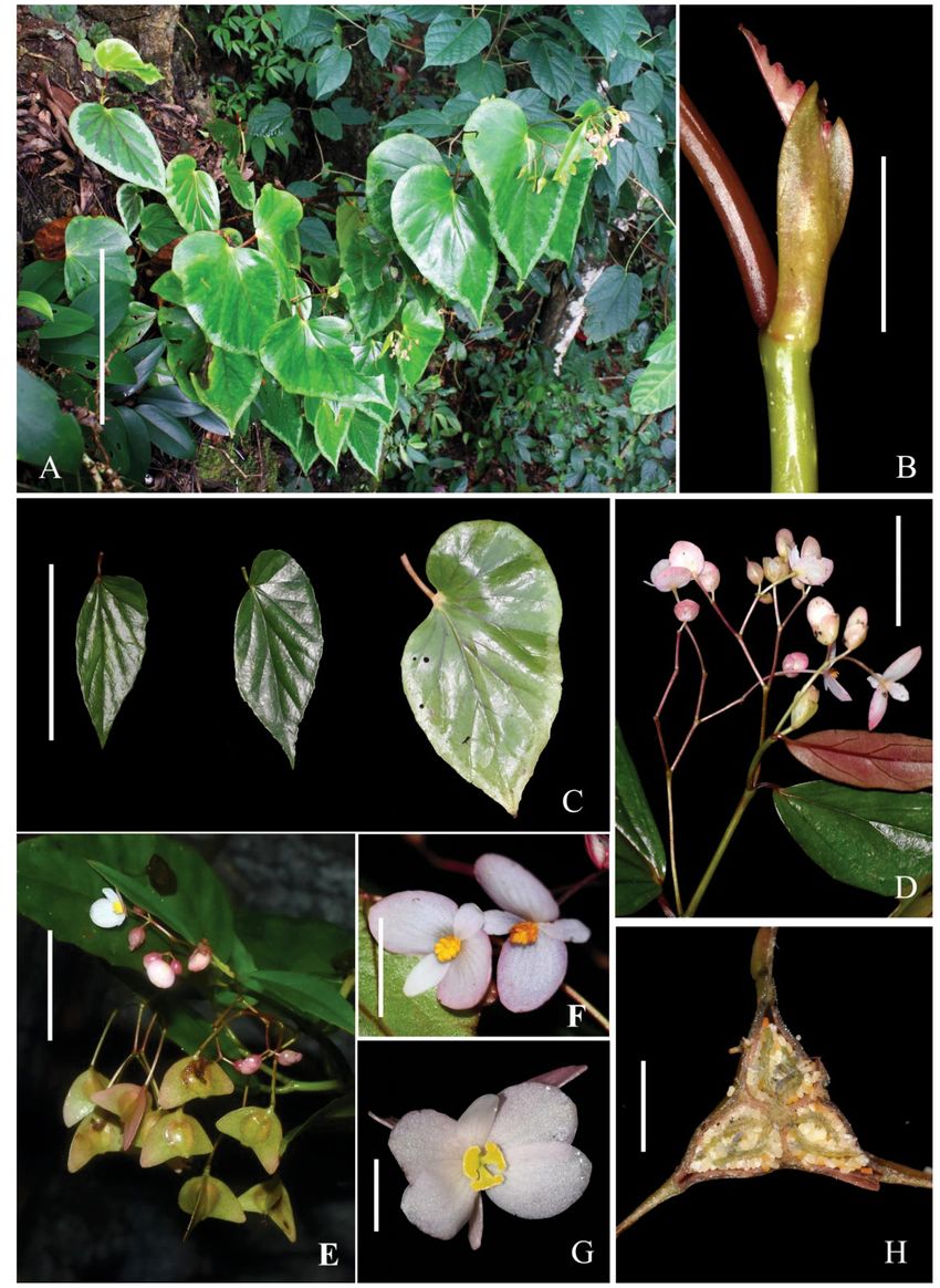 B. watuwilensis