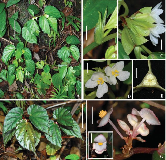 B. mekonggensis