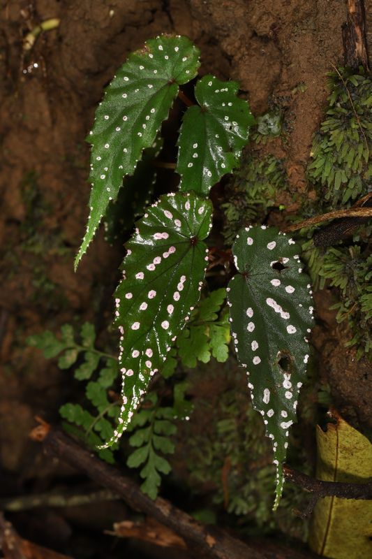 B. gracilicyma