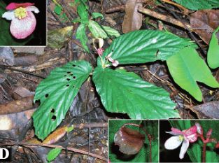 B. verecunda