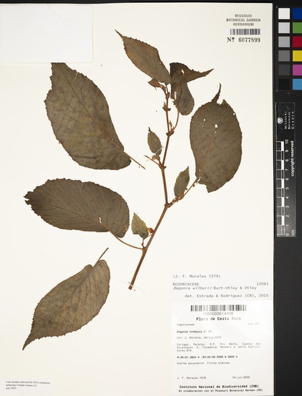 B. wilburi