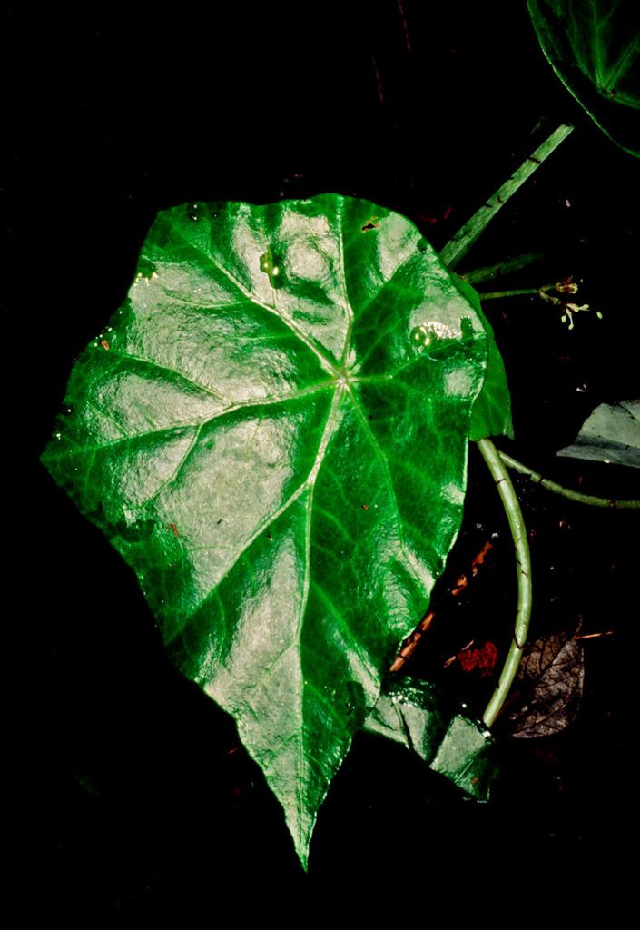 B. aguabuenensis