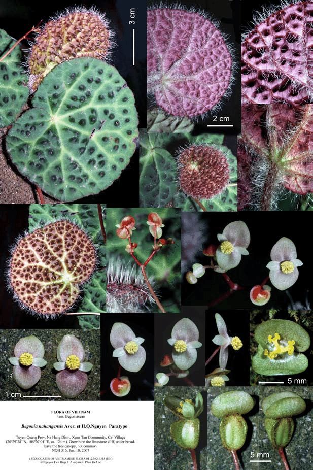 B. nahangensis