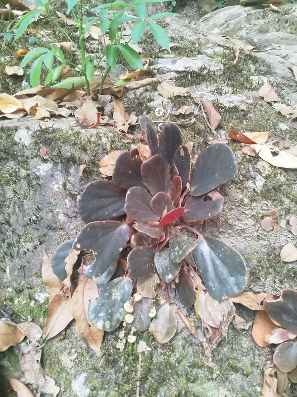 B. blancii