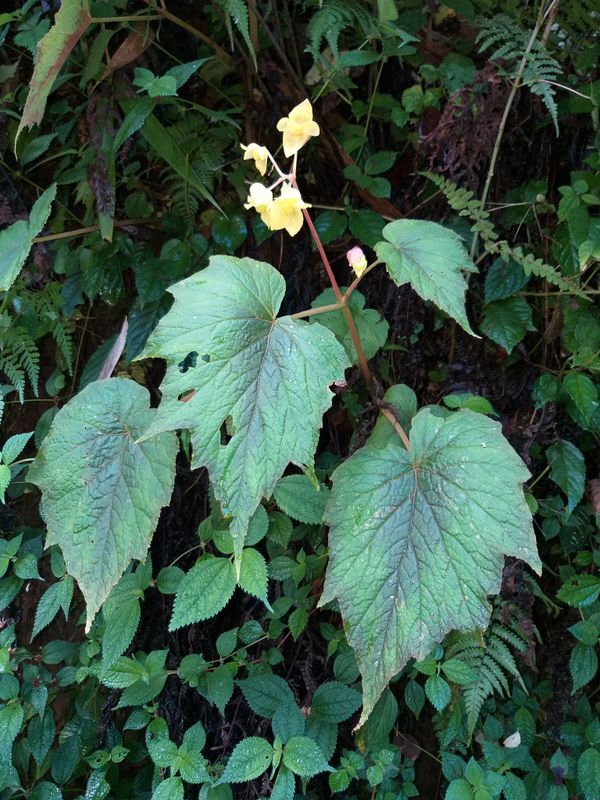 B. flaviflora var. flaviflora