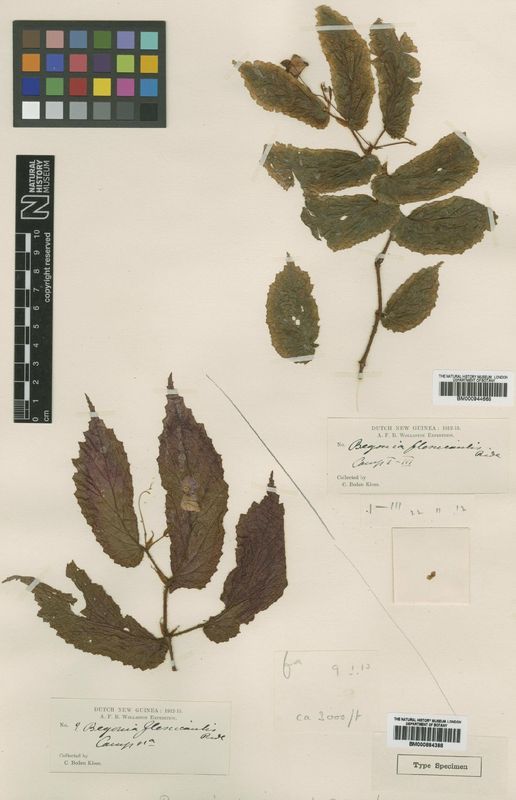 B. flexicaulis