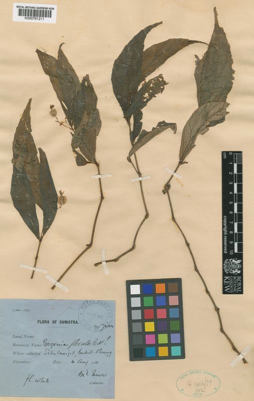 B. flexula