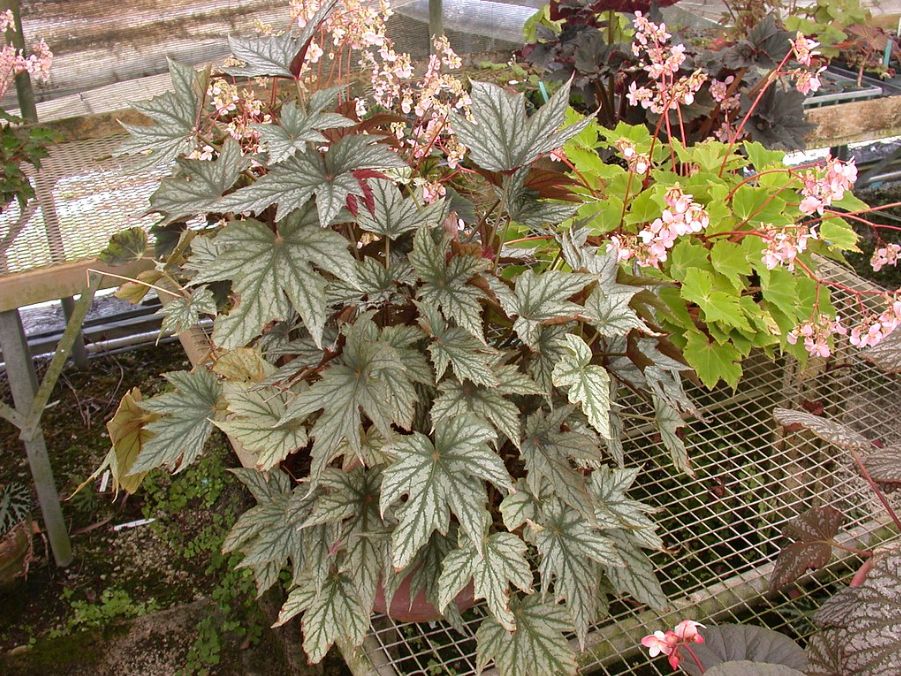 B. ‘Caribbean Star’