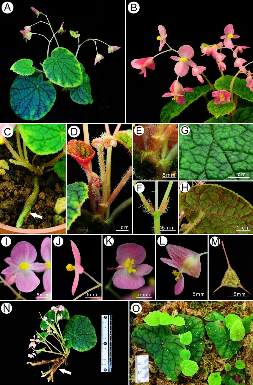 B. wuzhishanensis