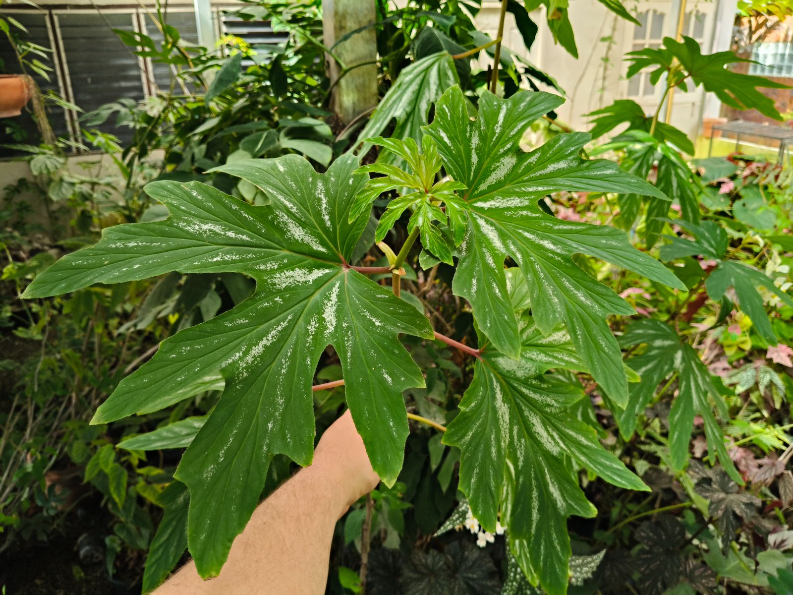 B. aconitifolia