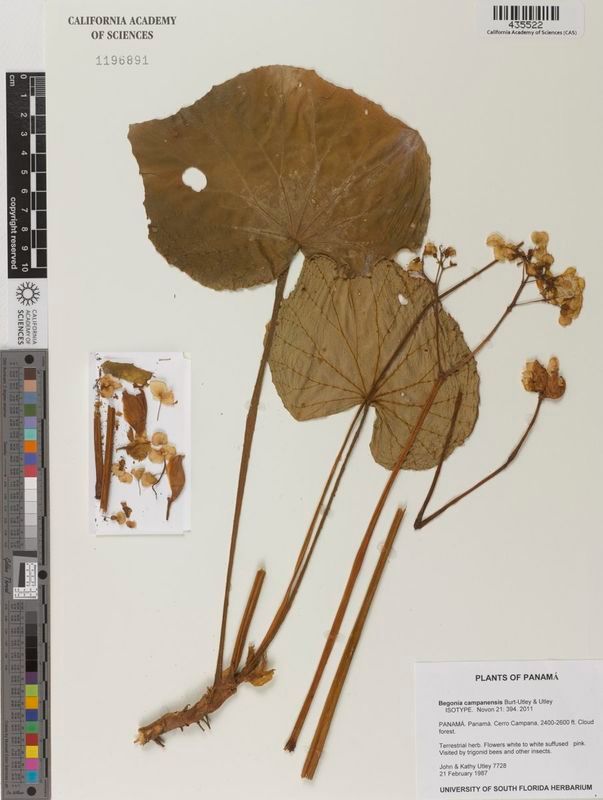 B. campanensis
