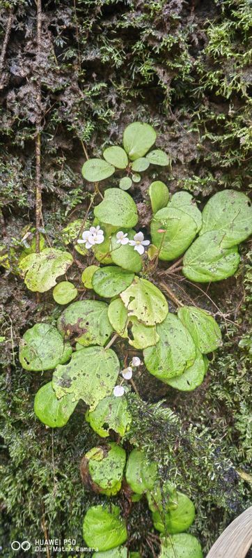 B. padawanensis