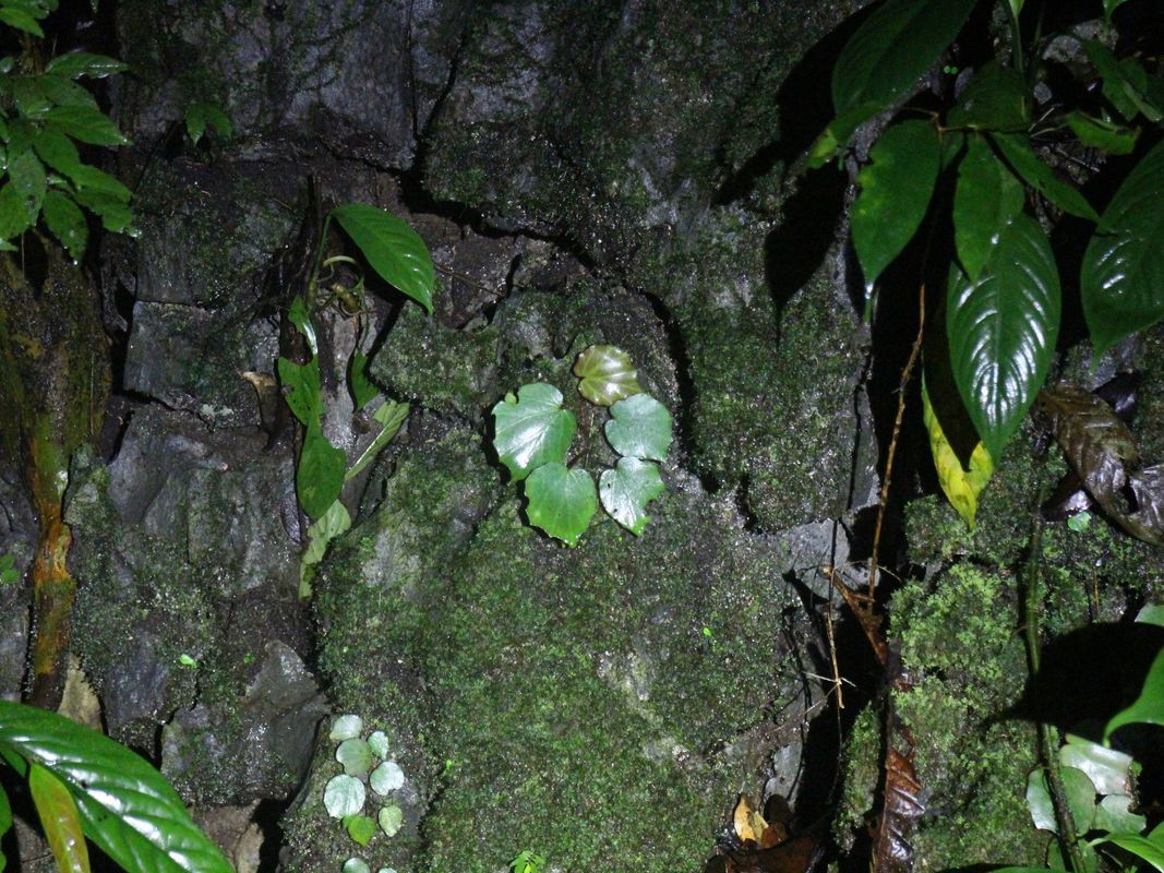 B. benaratensis