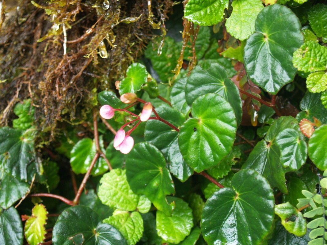B. apiensis