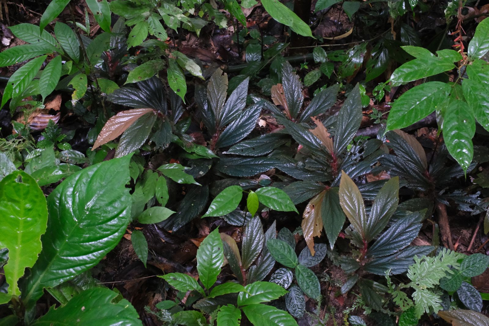 B. magentifolia