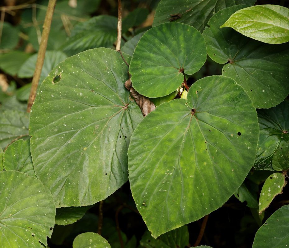 B. umbratica