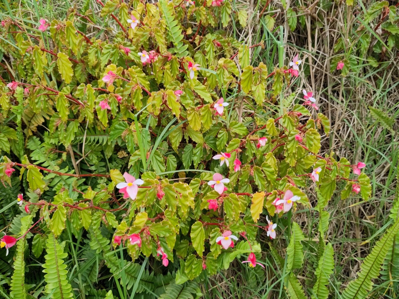 B. acuminata
