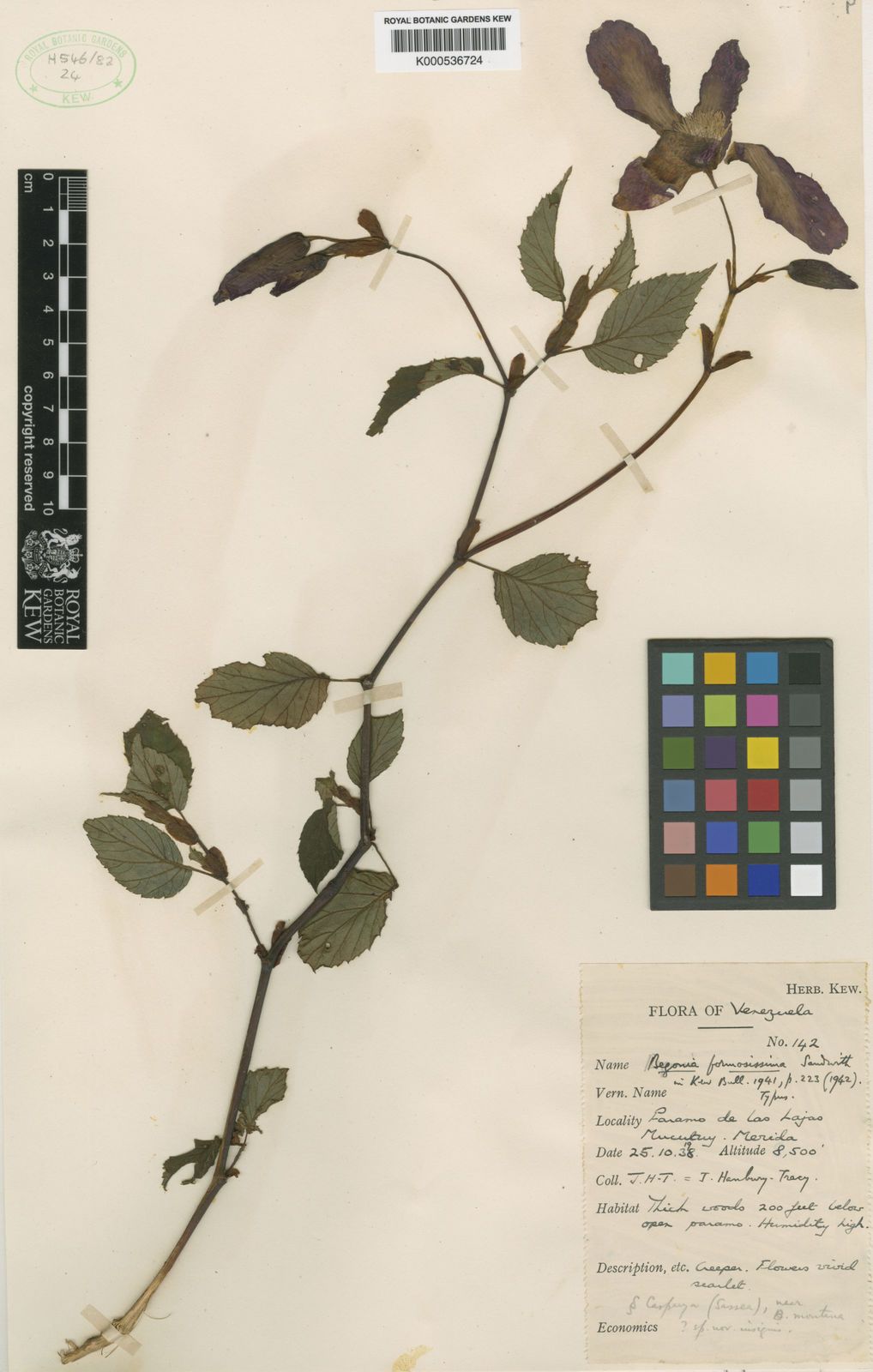 B. formosissima
