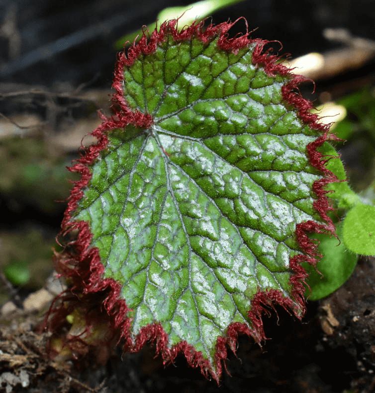 B. forrestii