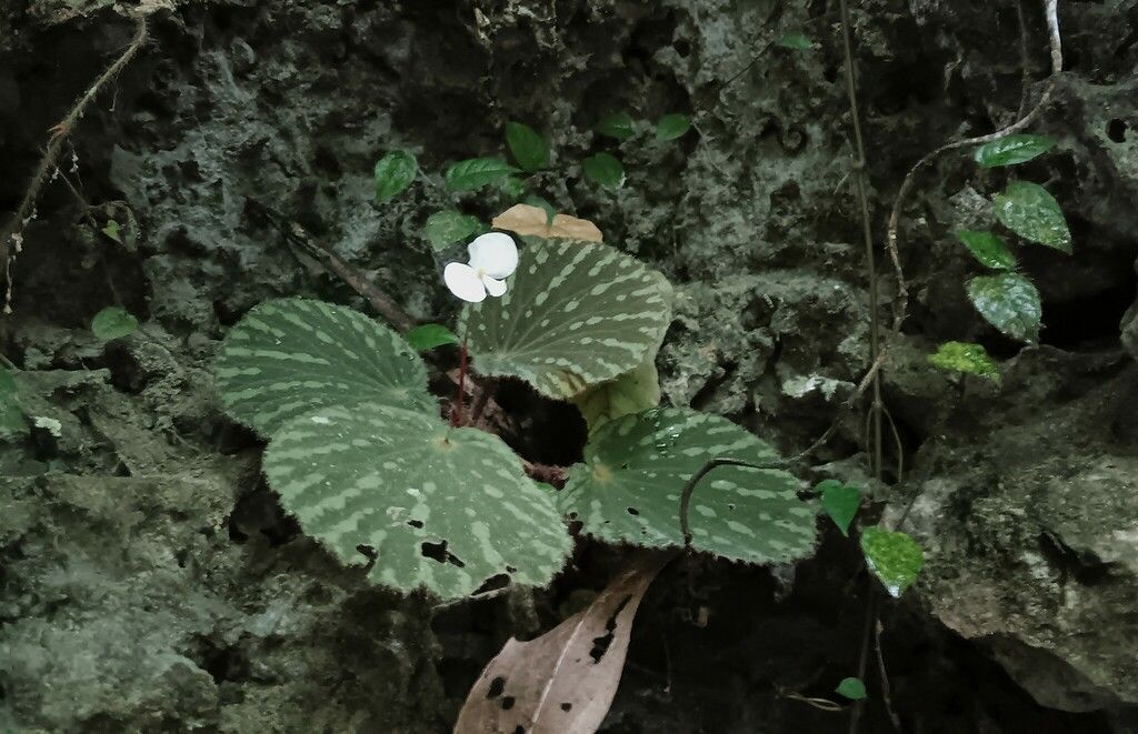 B. aketajawensis