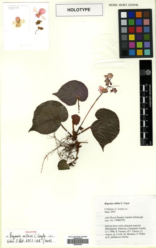 B. wilkiei