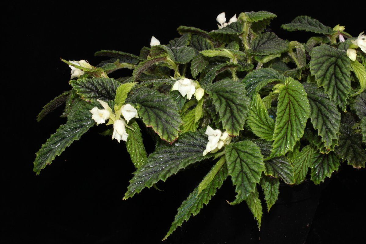 B. yapenensis