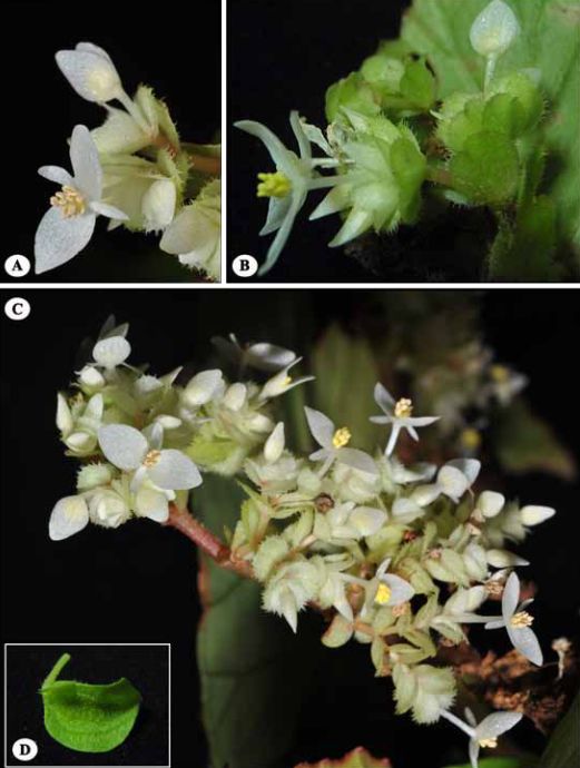 B. adliniana