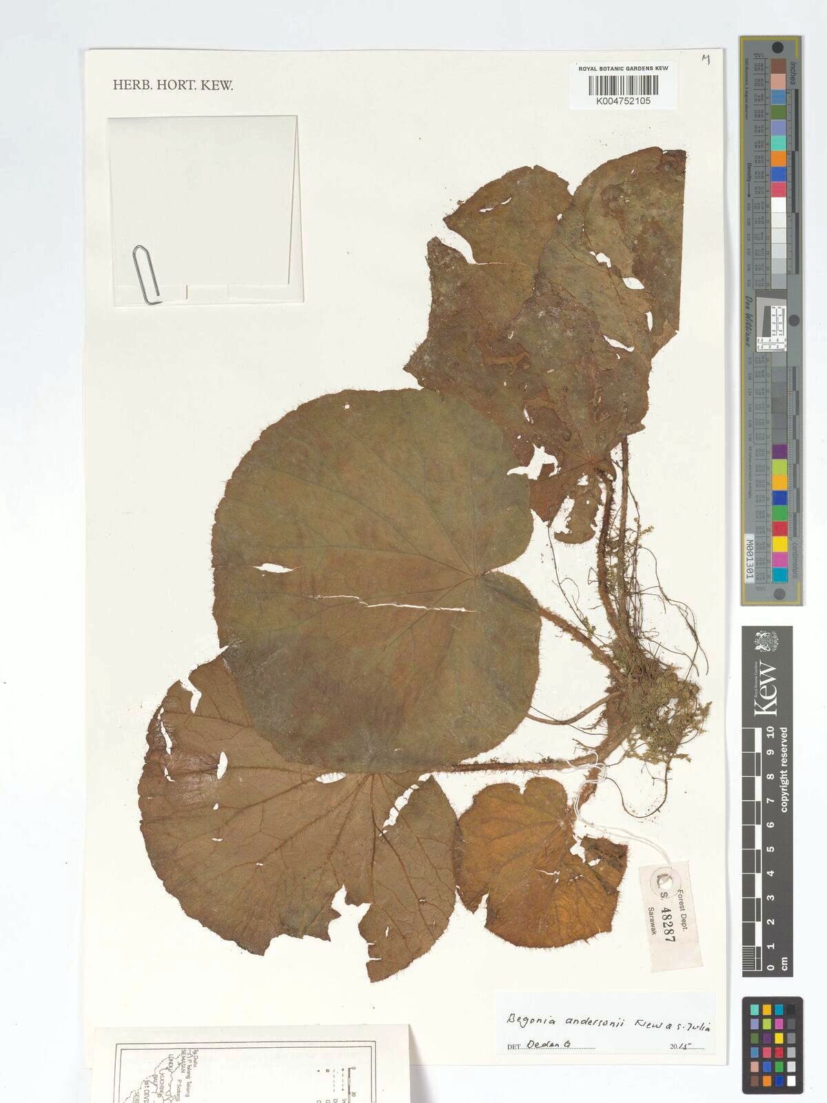 B. andersonii