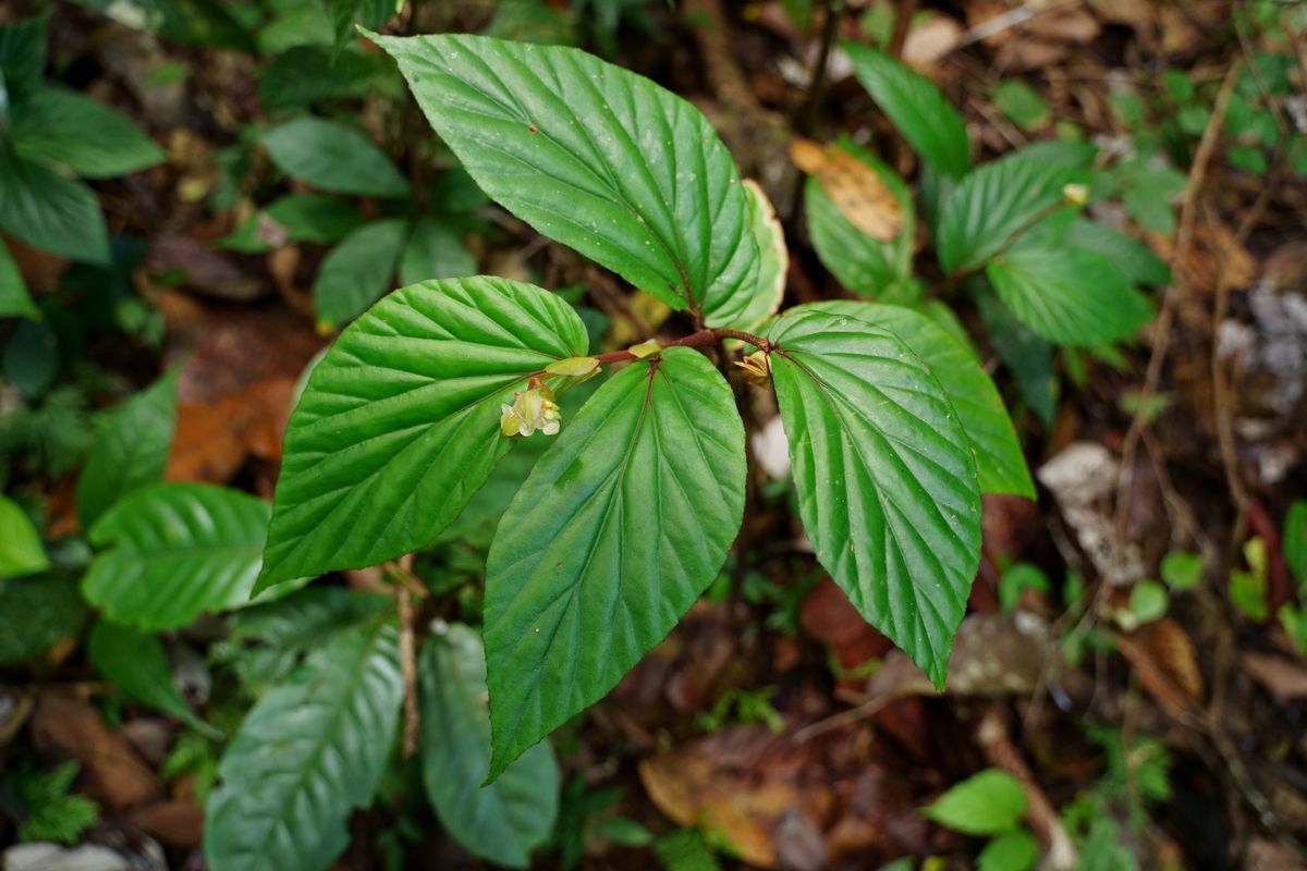 B. basintaliana
