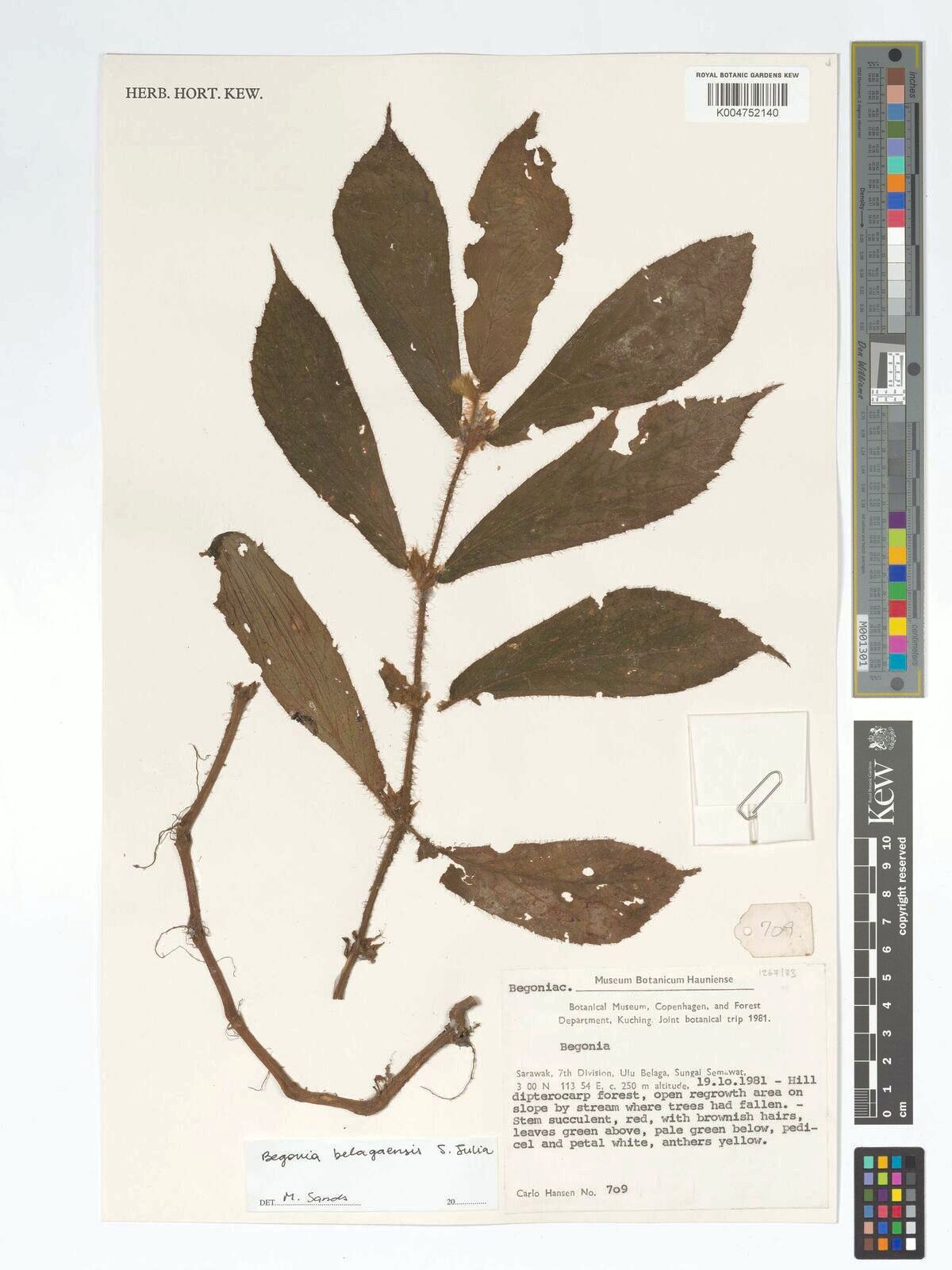B. belagaensis