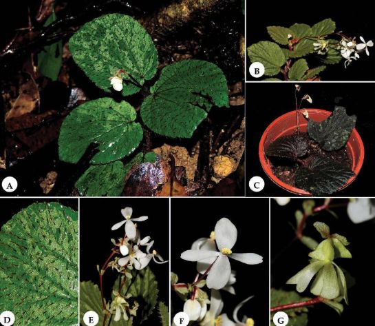 B. bosuangiana