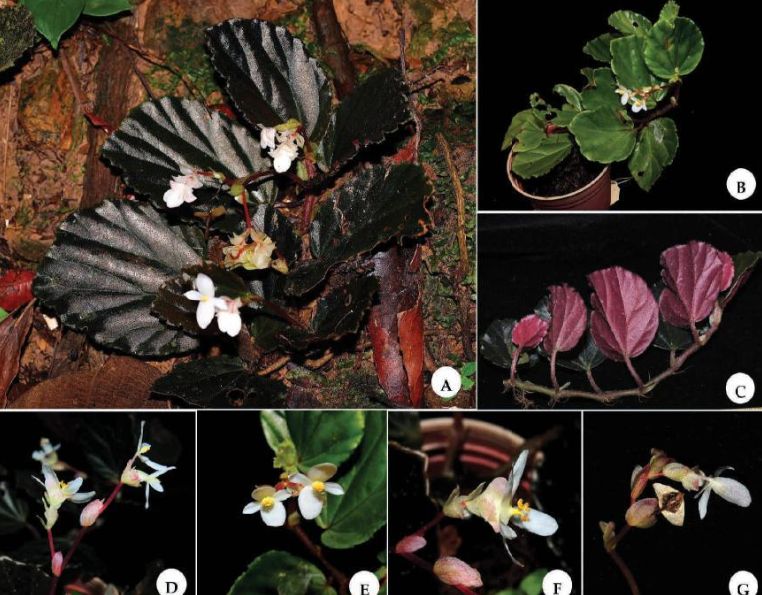 B. crockerensis