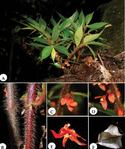 B. flammea