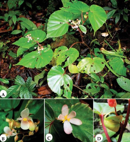 B. inobongensis