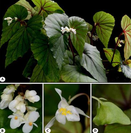 B. ramlanii