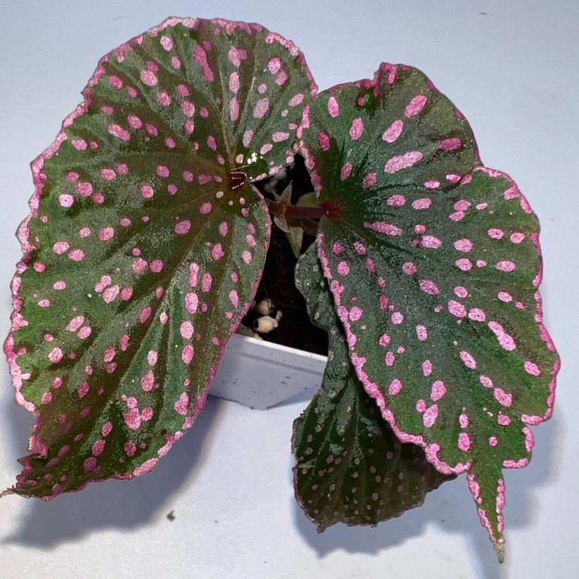 B. sirukitii