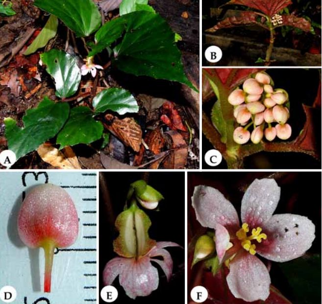 B. taniana