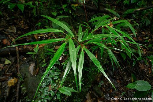 B. tenuissima