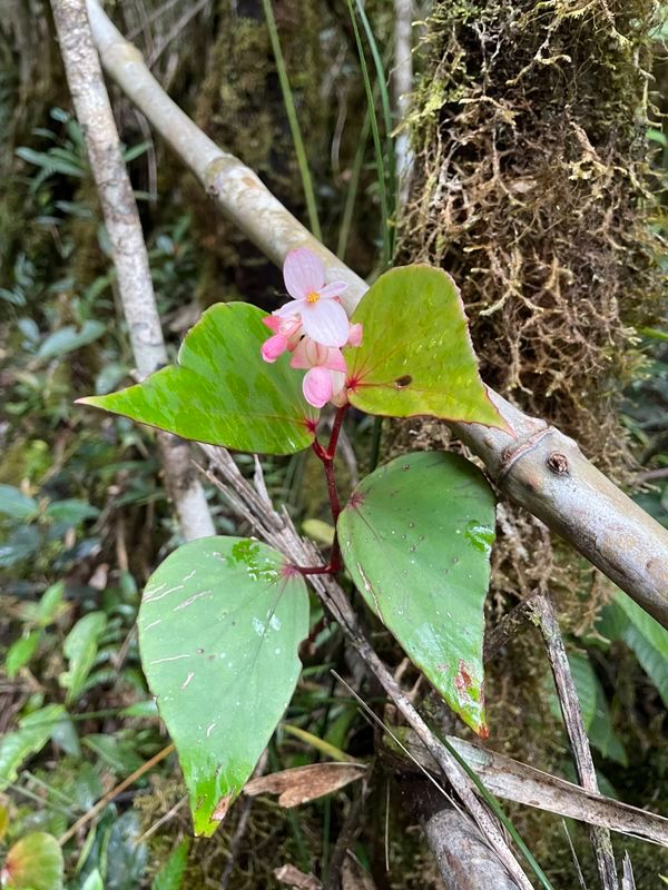 B. vanderentii