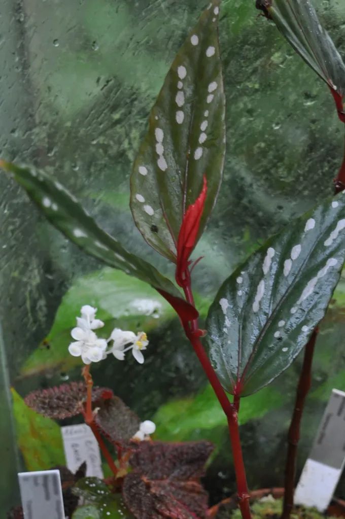 B. amidalae