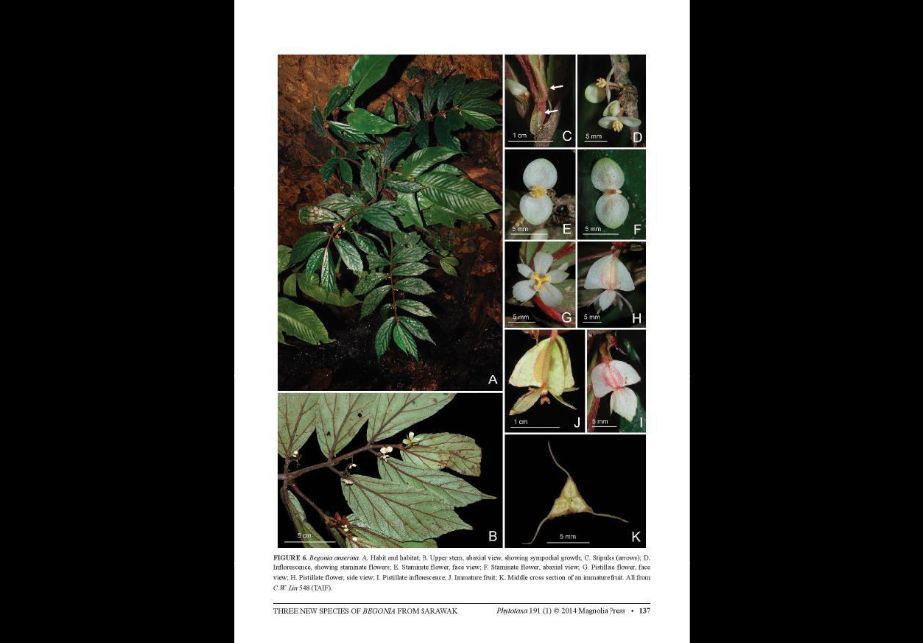 B. anserina